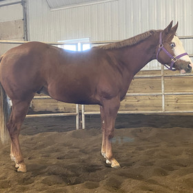 Lot 41 - TUCKERS BIG SECRET