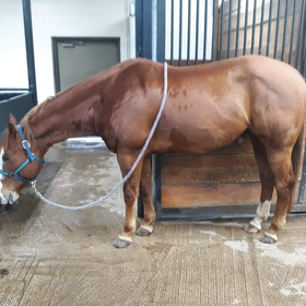 Lot 6 - WRANGLER BY CHOICE