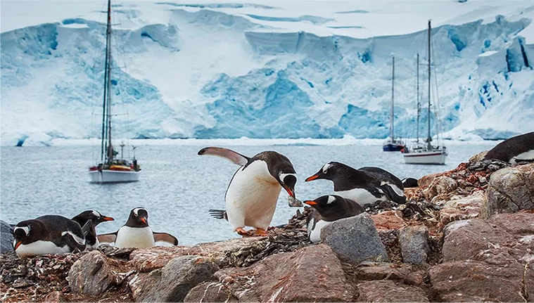 polar-img.webp