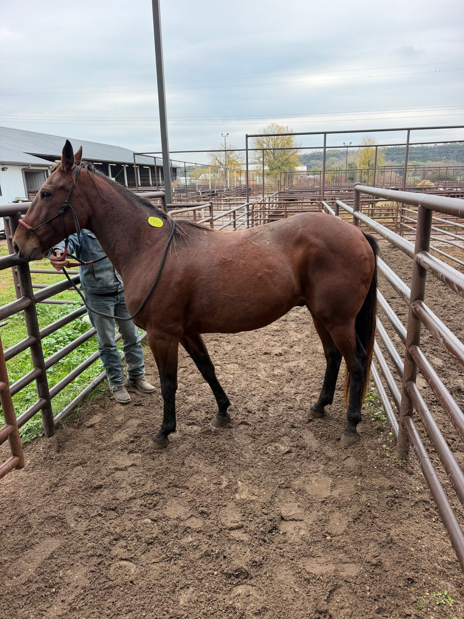 7554 Bay Standardbred X Gelding 8-9 YO