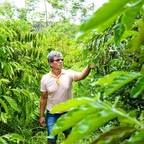 É oficial: Apuí é reconhecida por lei como a Capital Amazonense do Café