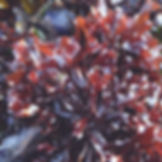 PURPLE CHONDRUS CRISPUS SEAMOSS