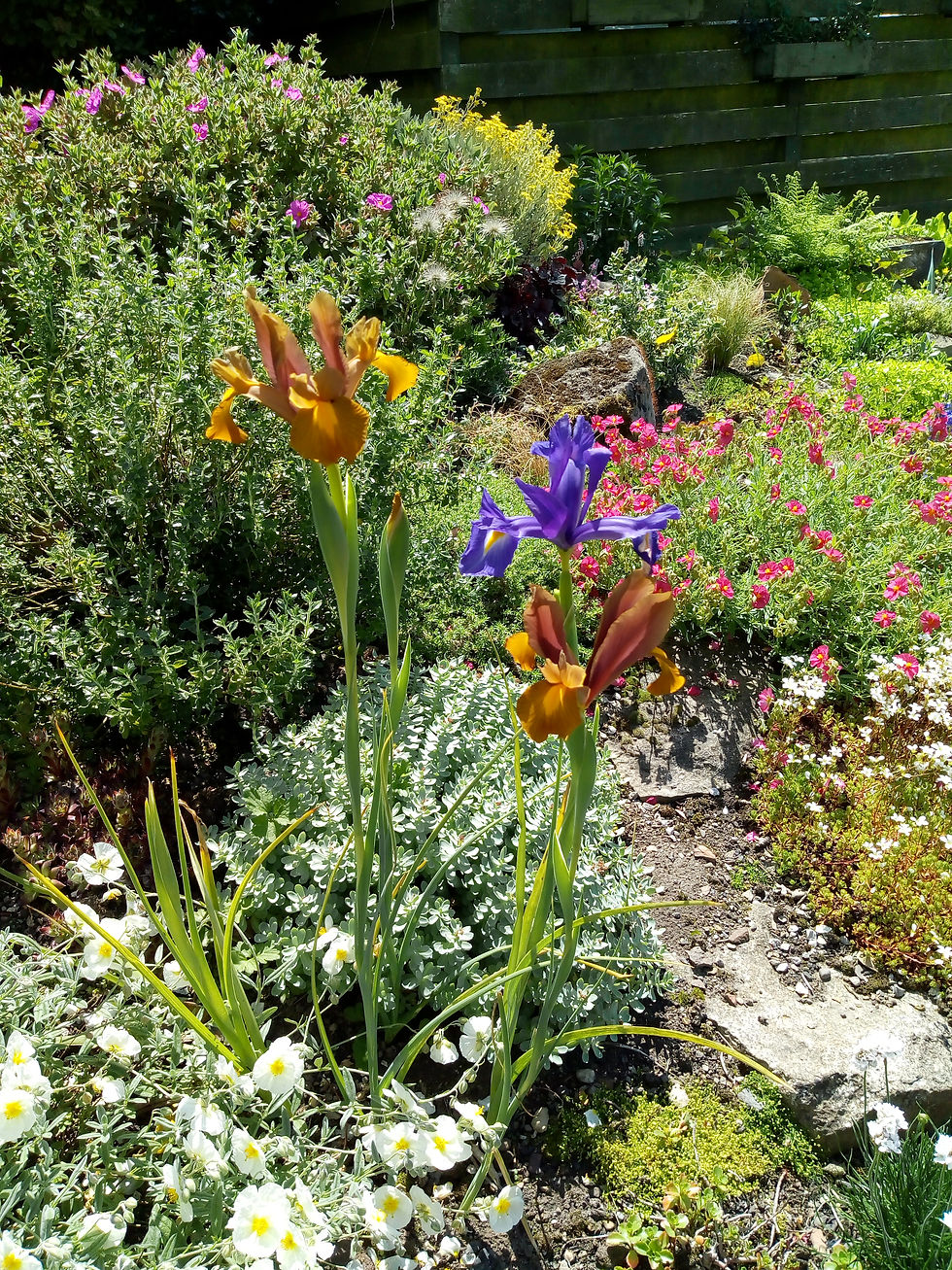 Iris surprise