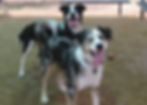 Mardi and Dash