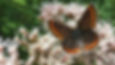 Aricia agestis