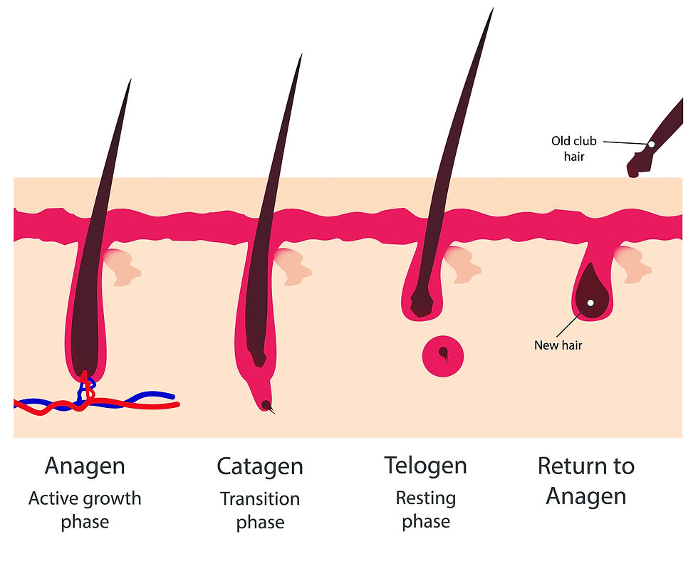 * **Alt Text:** `A microscopic diagram illustrating the Anagen, Catagen, and Telogen phases responsible for natural hair growth and temporary hair transplant shock loss.`