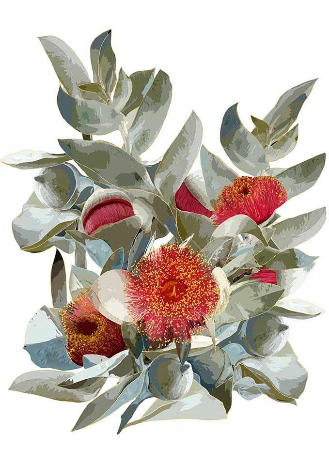 WA Rose of the West Wh. 3 sizes