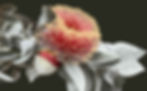 Single Macrocarpa 120x78.jpg