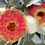 Thumbnail: Red Gum Blossom