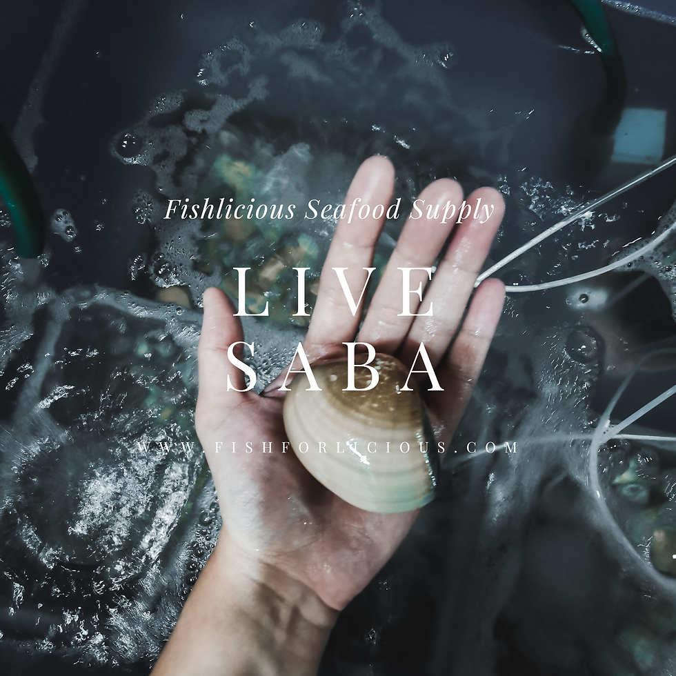Thumbnail: Live Saba | 沙白(活)