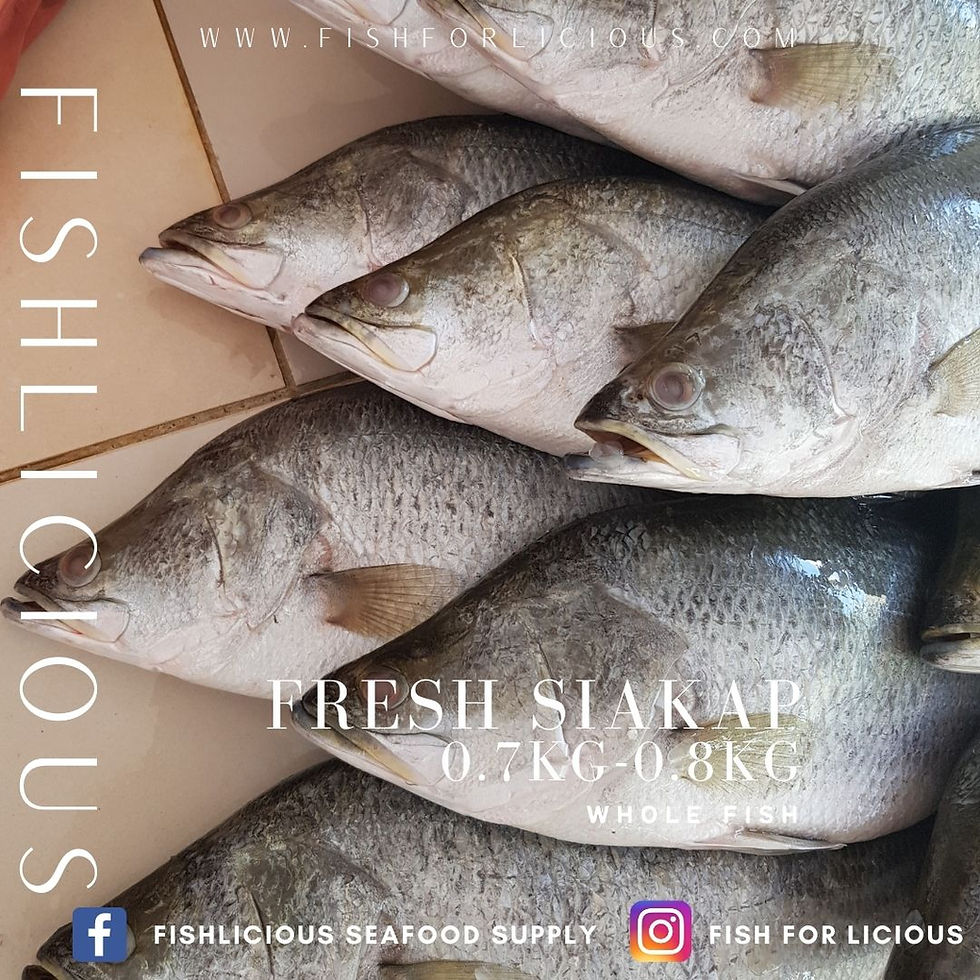 Thumbnail: Siakap | Asian Sea Bass Barramundi |  石甲鱼