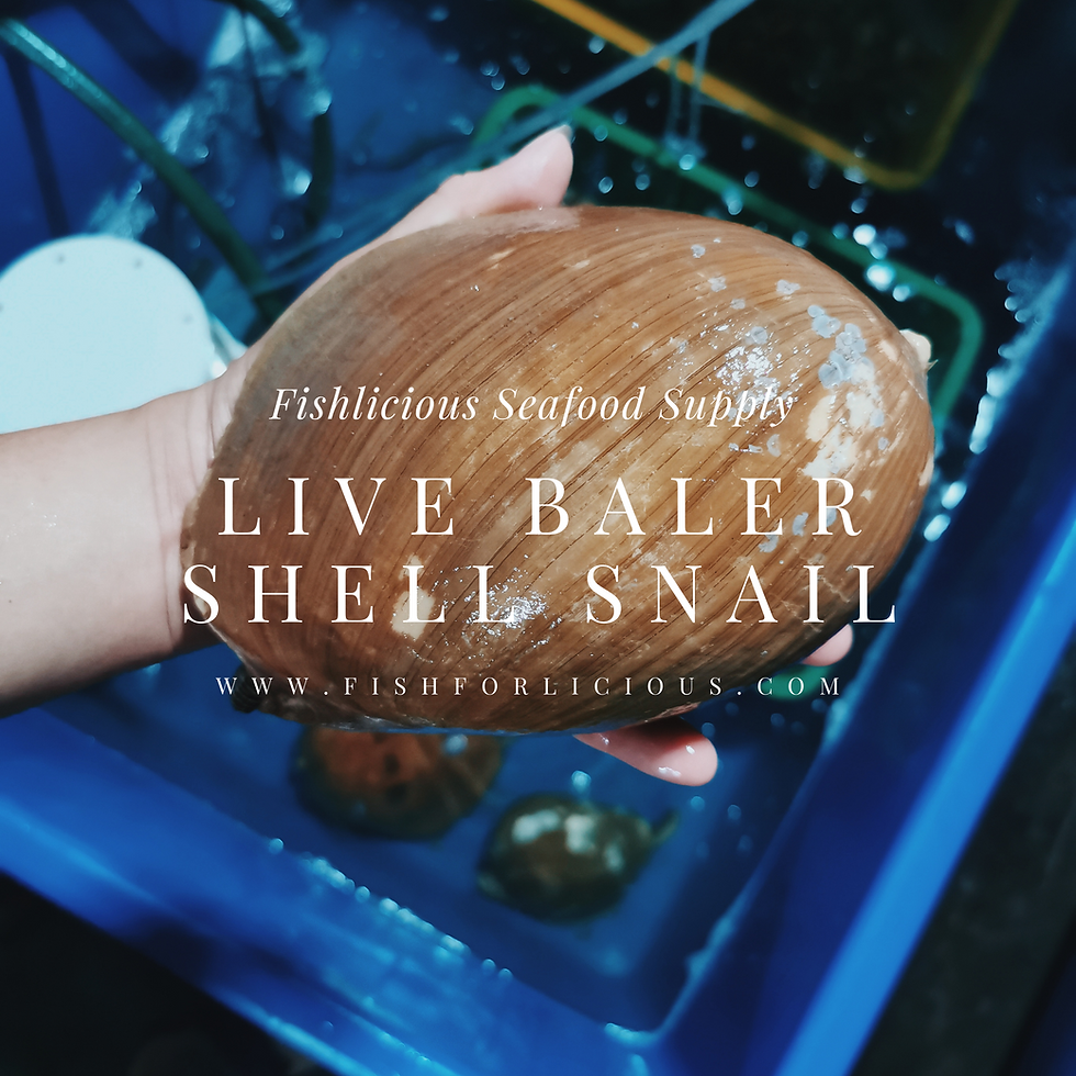 Thumbnail: Live Baler Snail 活叶子螺