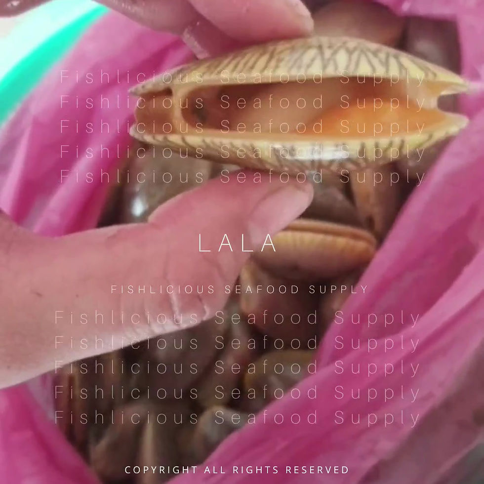 Thumbnail: Textile Venus Clam(Live) | Lala | 啦啦（活）