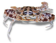 Untitled design (7).png