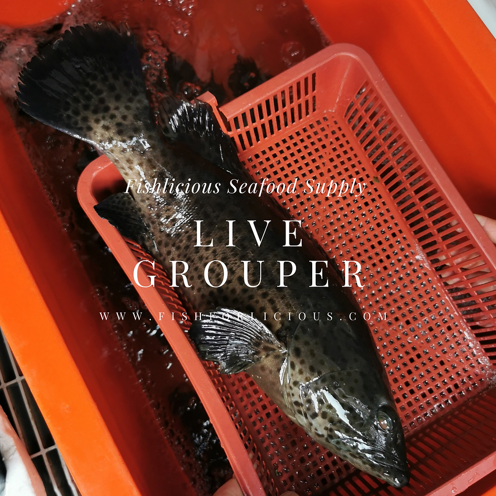 Thumbnail: Live Grouper 生猛游水石斑