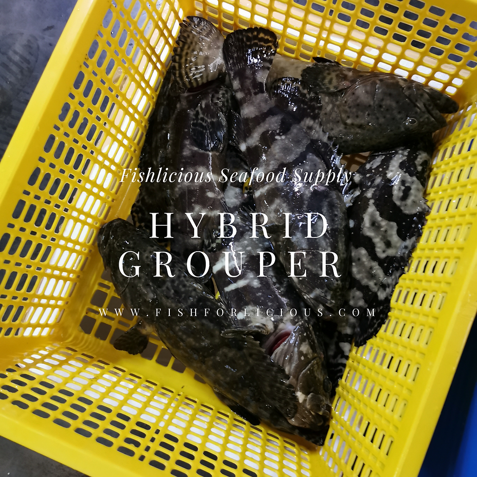 Thumbnail: Live Hybrid Grouper aka Tiger Grouper 生猛龙虎斑