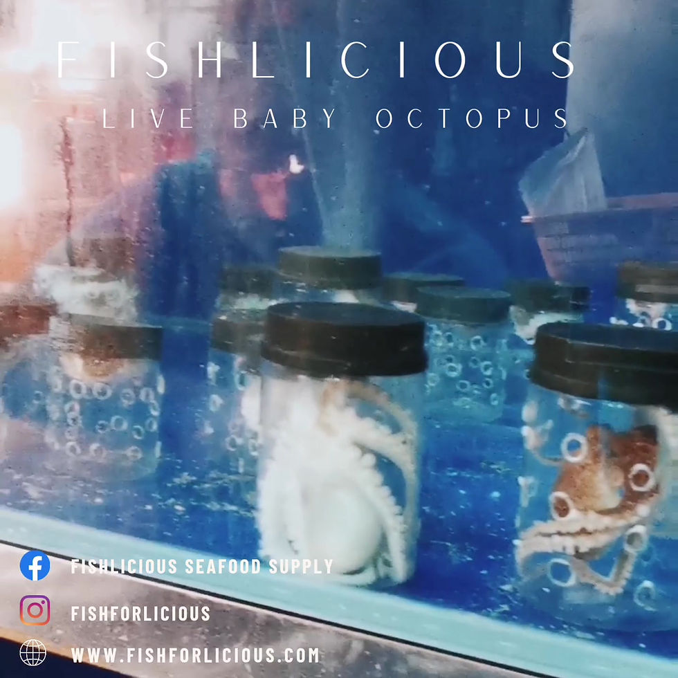 Thumbnail: Live Baby Octopus 生猛章鱼仔