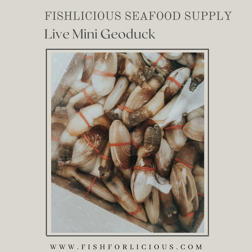Thumbnail: Live Mini Geoduck 活迷你象拔蚌