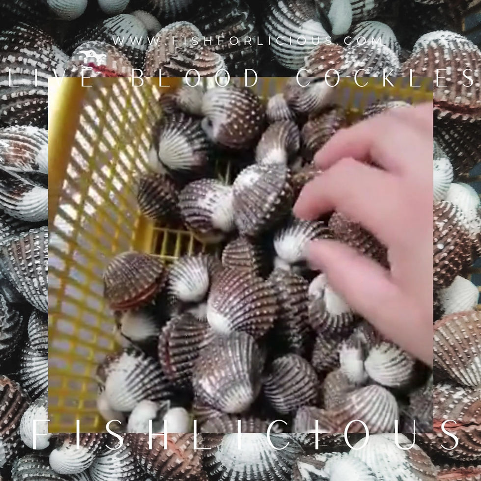 Thumbnail: Live Blood Cockles XXL