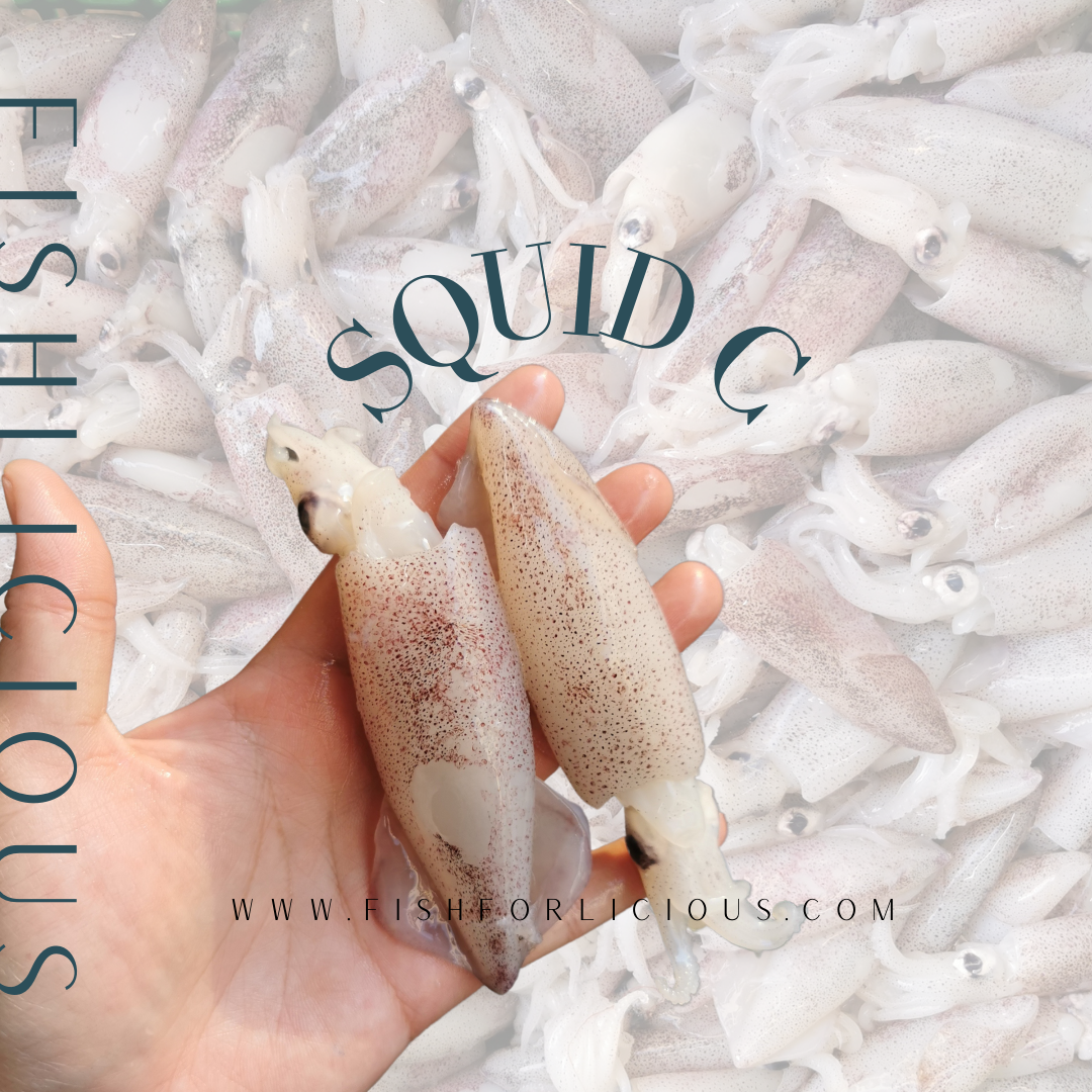 Squid C (Small) | Sotong C (Kecil) | 苏东(小)