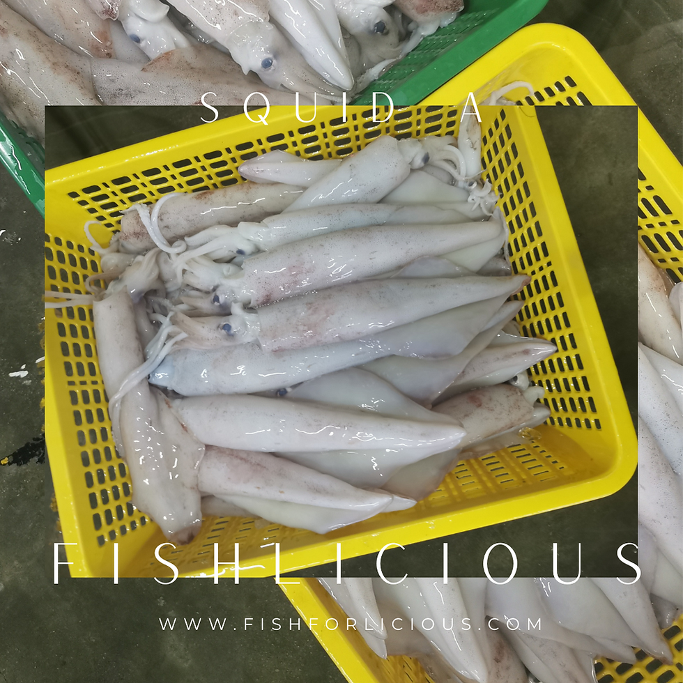 Thumbnail: Squid A (Large) | Sotong A (Besar) | 苏东A（大）