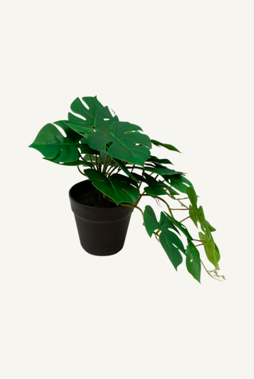 Miniatura: PLANTA MONSTERA CHICA