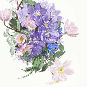 Pencil styled illustration of a delicate bouquet of A delicate bouquet of Norwegian spring — blåveis (liverwort), hvitveis (wood anemone) and scilla.