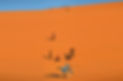 4dune_dance.jpg
