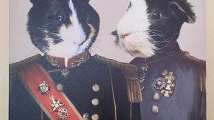 The Tale of Two Pigs