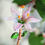 Thumbnail: Individual Flower - Lily