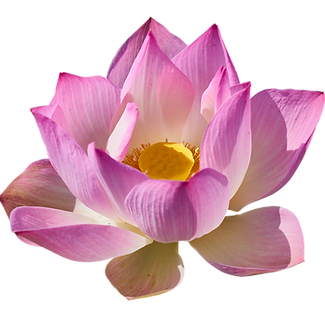 Lotus Flower