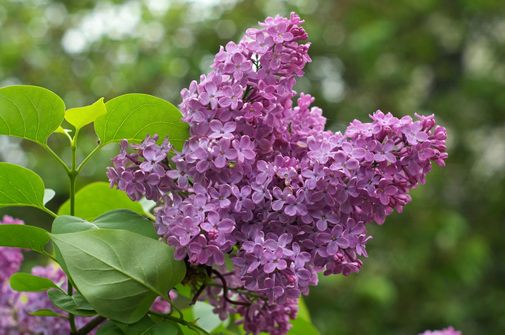 Lilac Bush Cutting