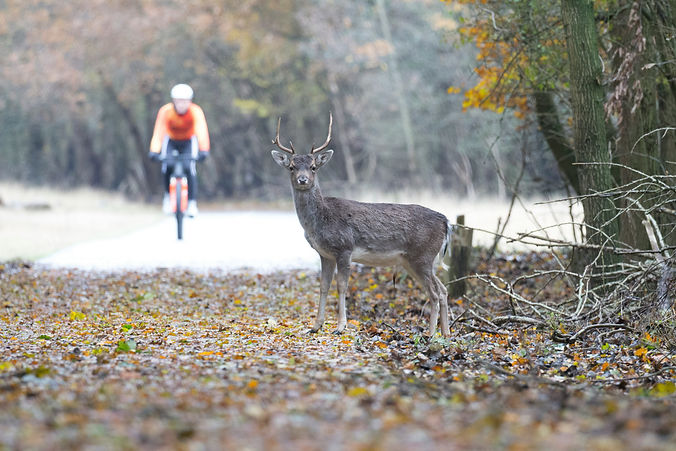 Mounten biker in cycling in woods in the background with deer in foreground.