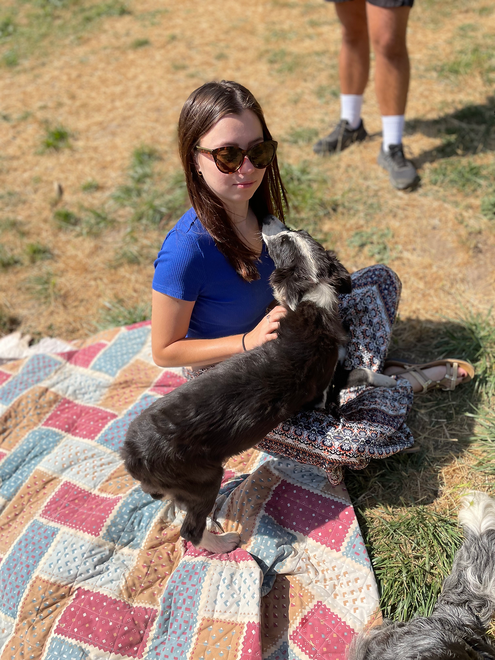 Avis client Elevage border collie