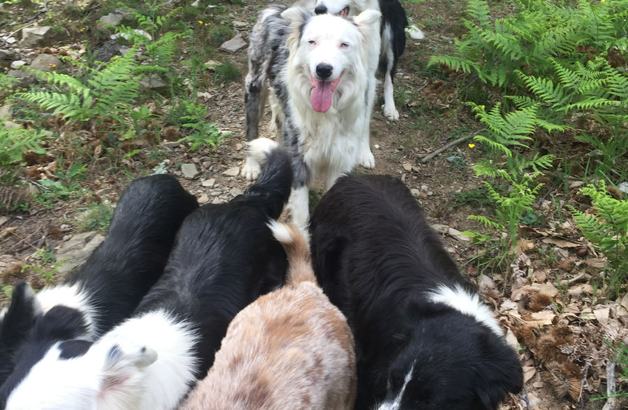 Elevage Professionnel du Mas André, chiot border collie à vendre Occitanie,  chiot border collie à vendre Avignon, chiot border collie à vendre Alès,  chiot border collie à vendre Montpellier, chiot border collie à vendre Languedoc Roussillon 