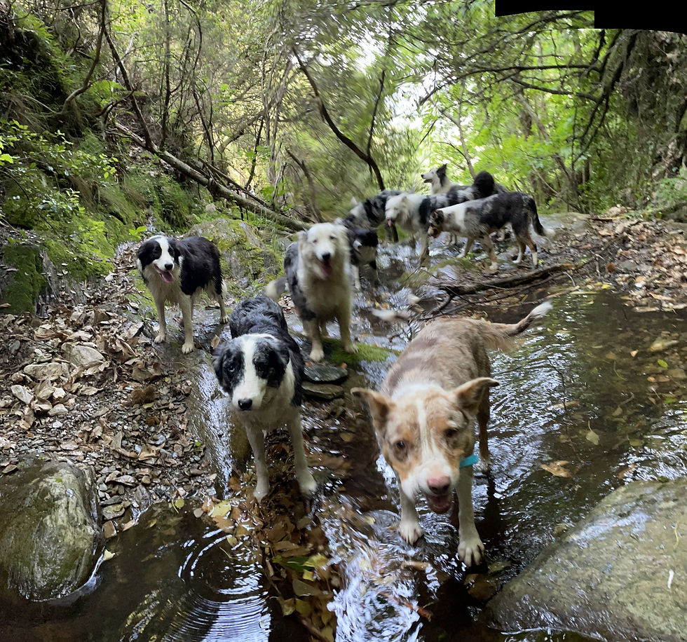 Sortie à la baignade de l'elevage Border Collie