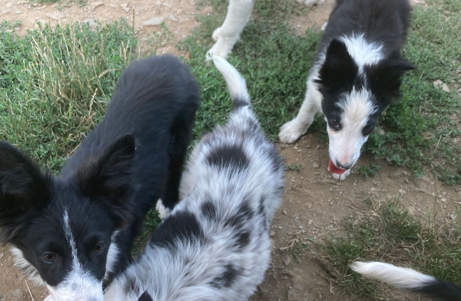 Elevage Professionnel du Mas André, chiot border collie à vendre Occitanie,  chiot border collie à vendre Avignon, chiot border collie à vendre Alès,  chiot border collie à vendre Montpellier, chiot border collie à vendre Languedoc Roussillon 