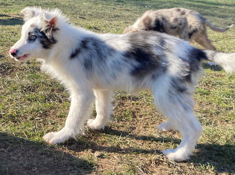 Elevage Professionnel du Mas André, chiots border collie à vendre Occitanie,  chiots border collie à vendre Avignon, chiots border collie à vendre Alès,  chiots border collie à vendre Montpellier, Languedoc Roussillon 