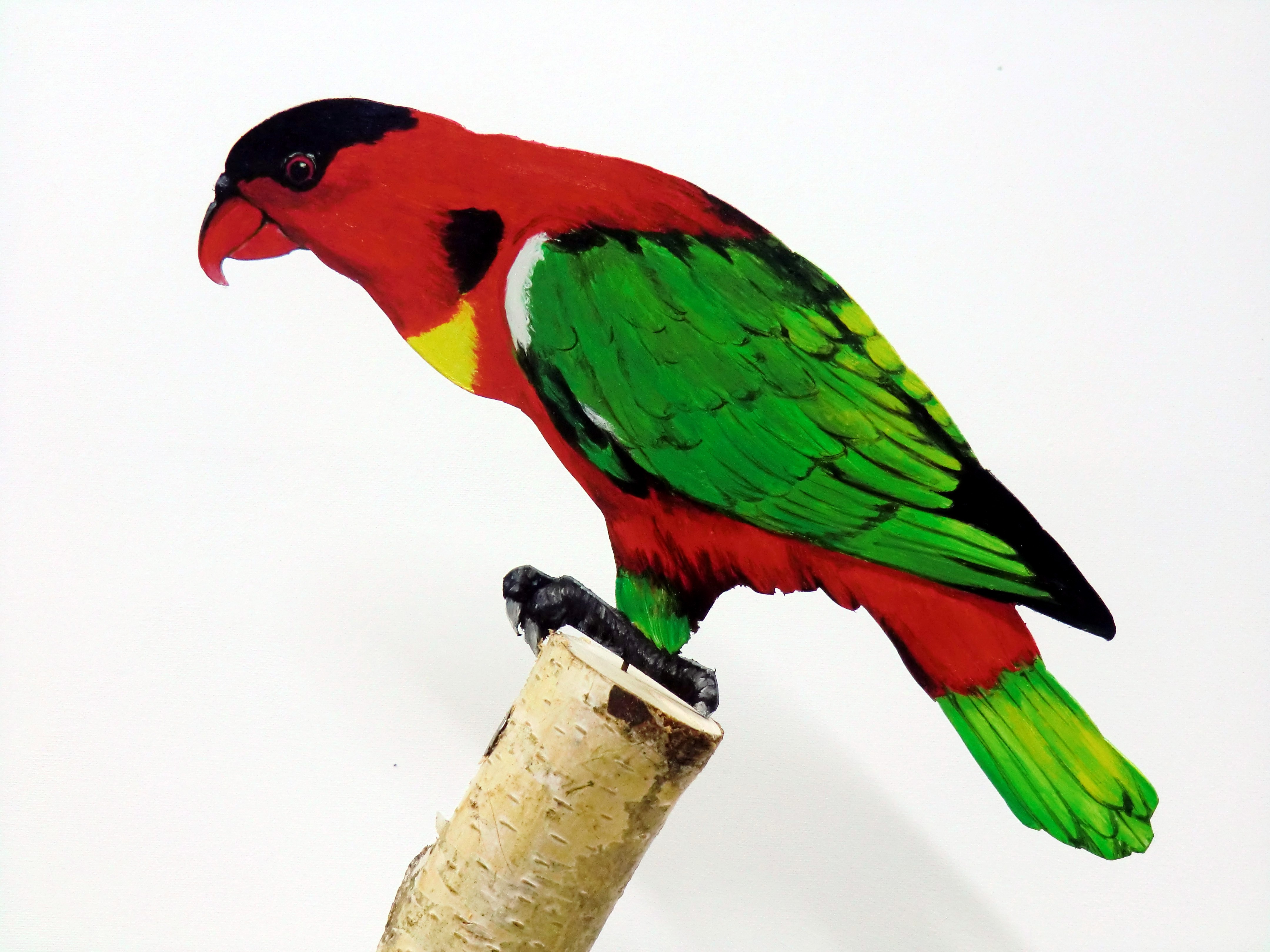Grünschwanzlori 145a-Dekovogel