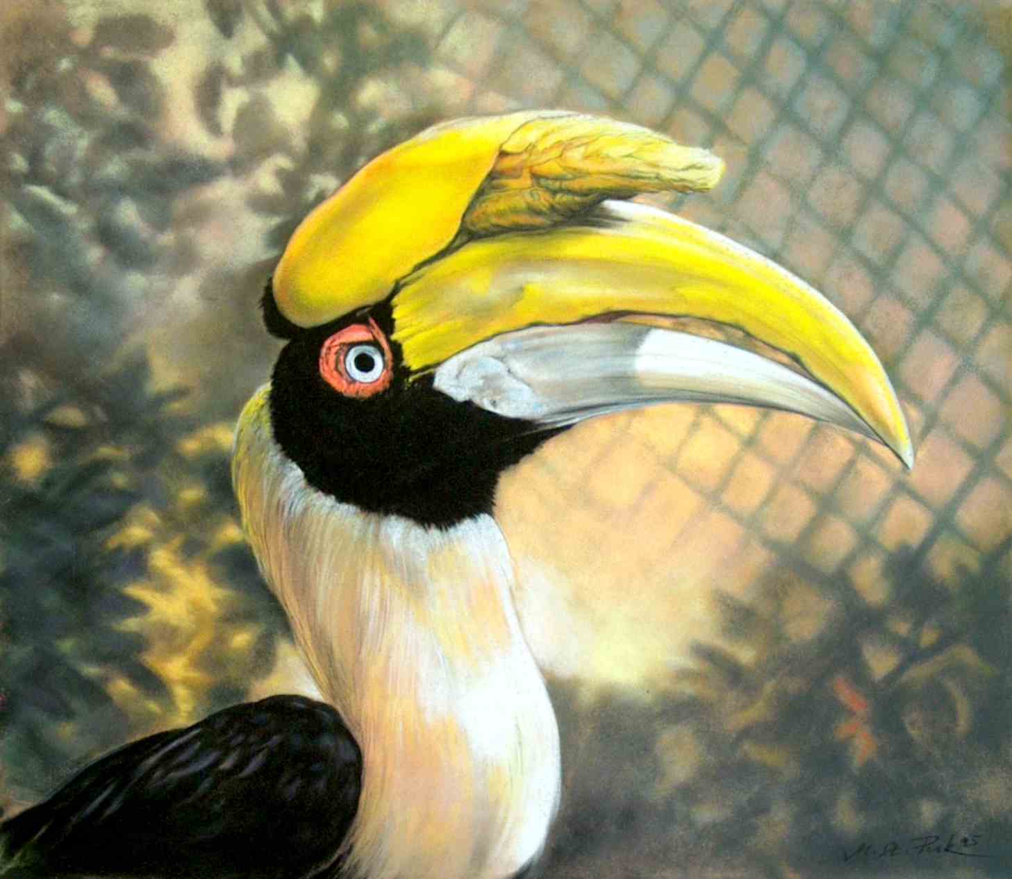 grosser hornvogel pastellzeichnung