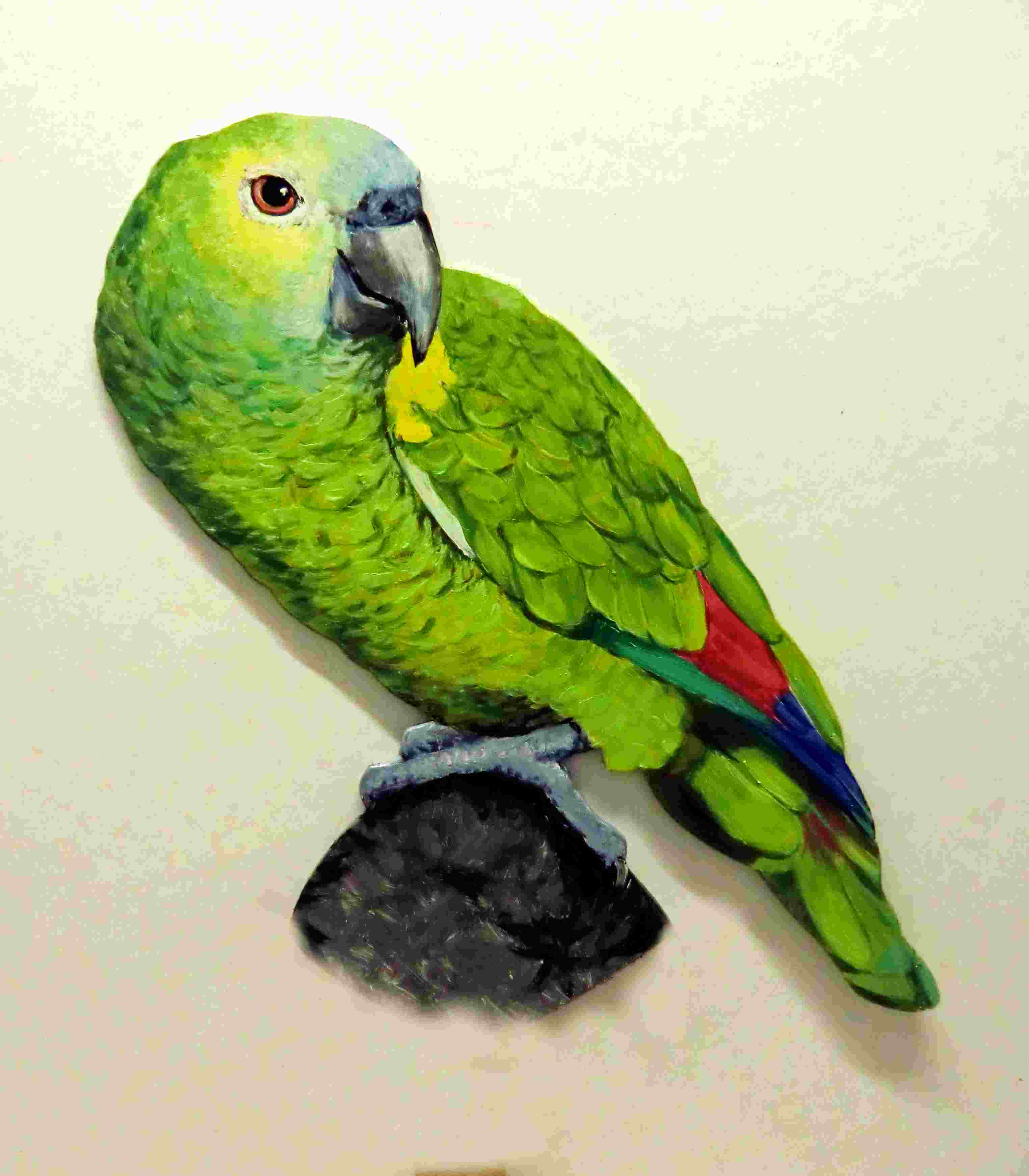 Blaustirnamazone 151a-dekovogel