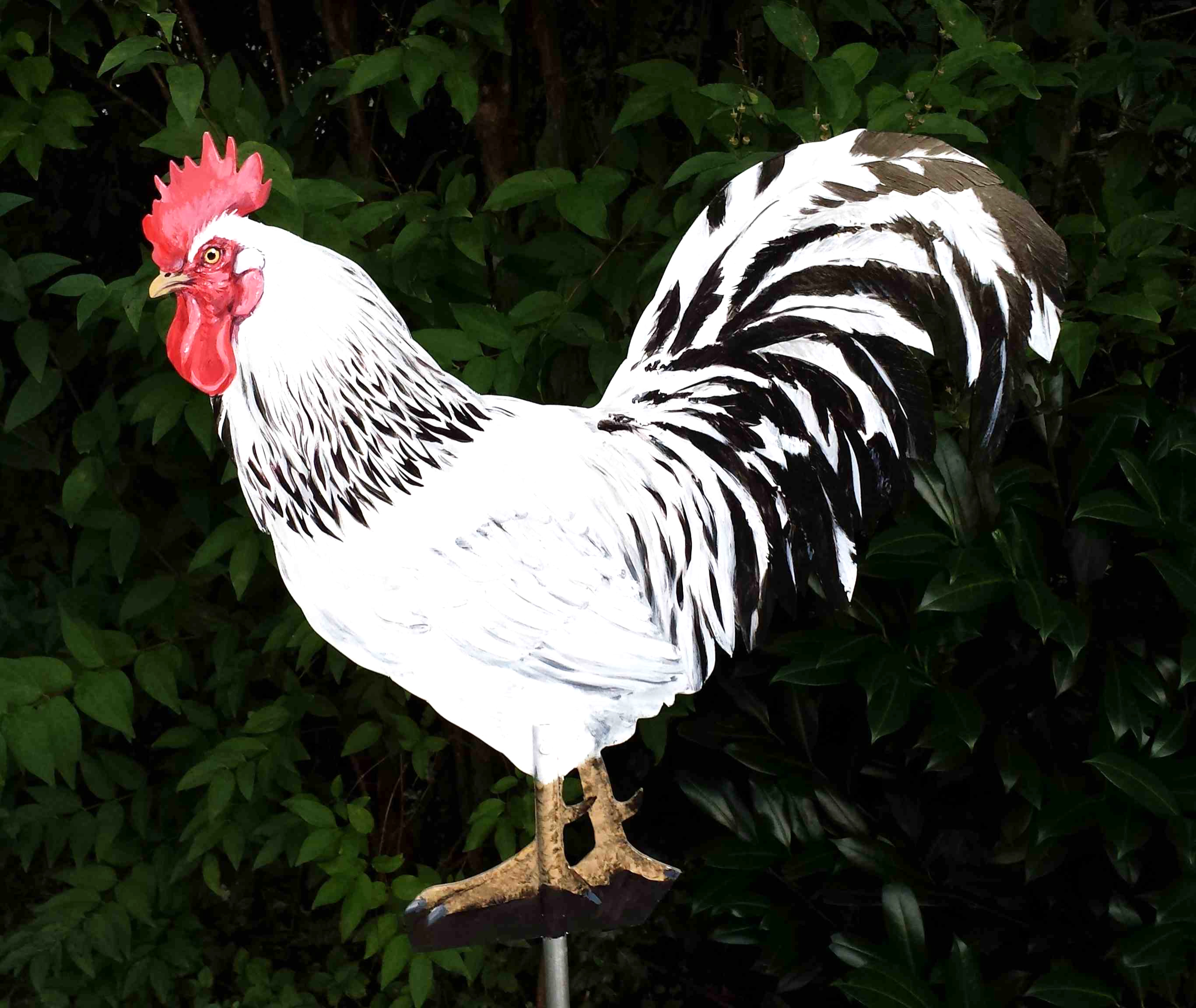 Sussex-Hahn-27-schwarz-weiss