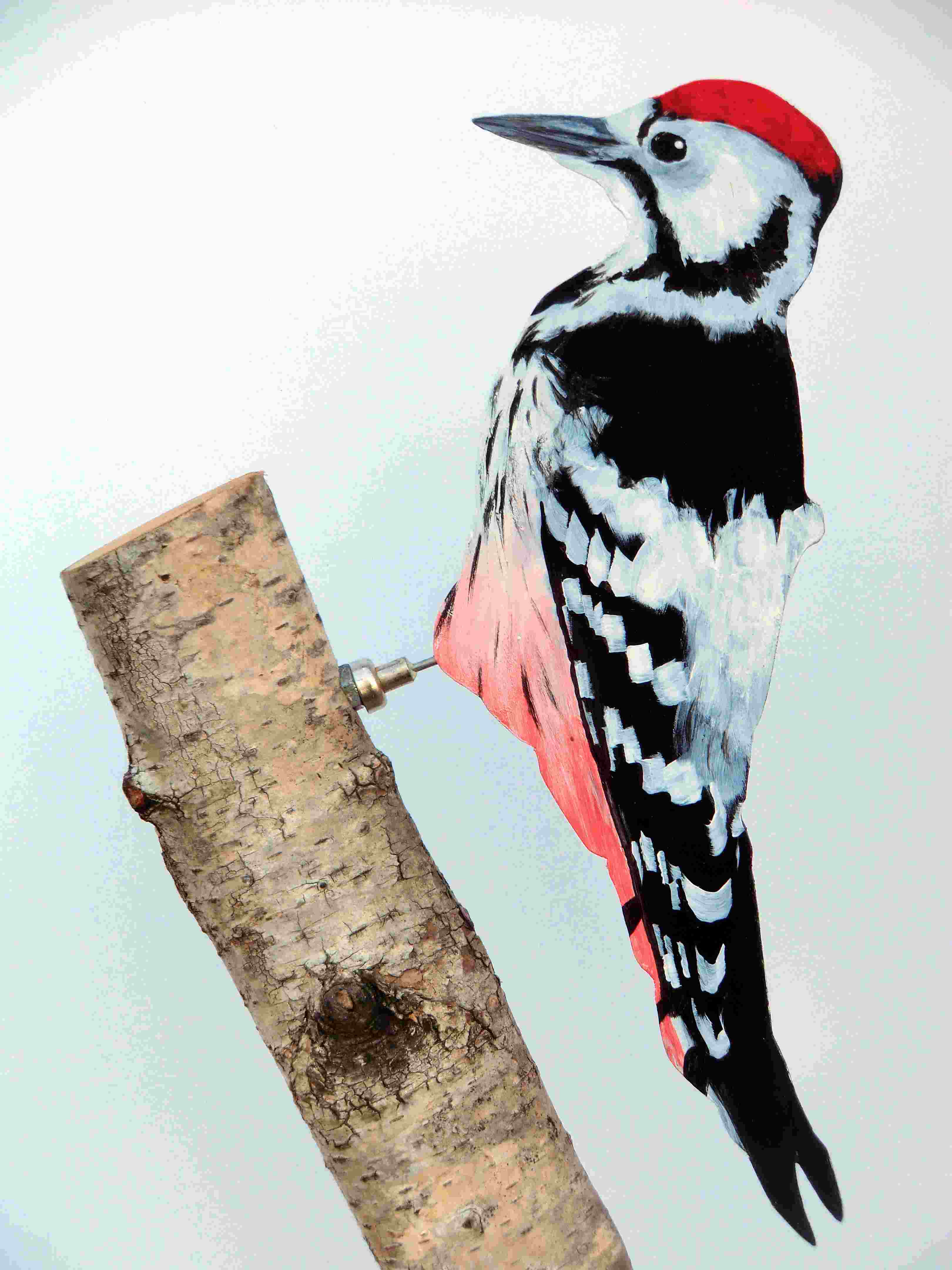 Weissrückenspecht 053a-dekovogel