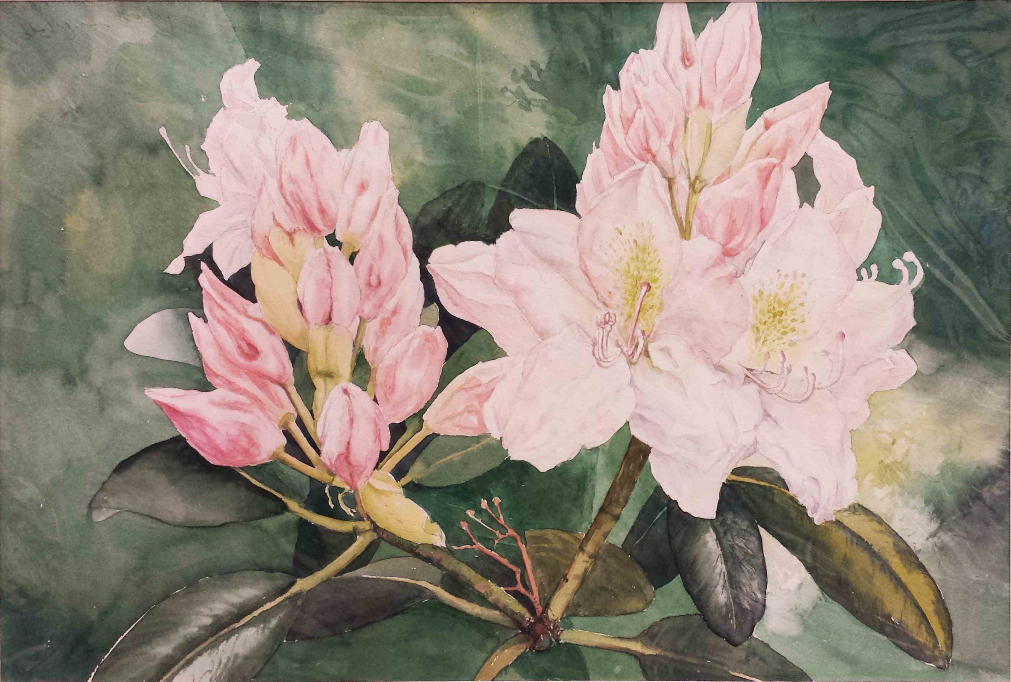 Azaleenblüten - Aquarell
