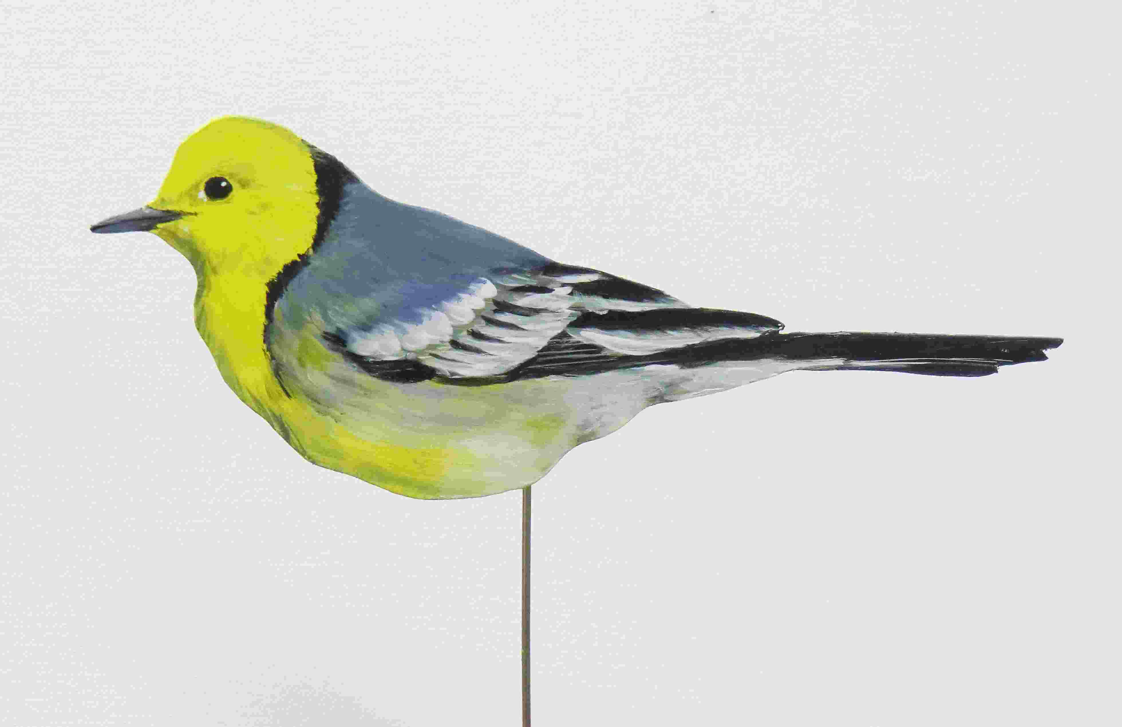 Zitronenstelze 057a-Dekovogel