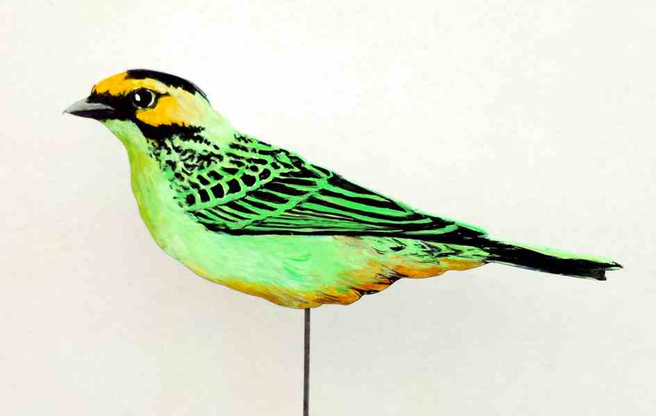 532-a-Goldohrtangare-tanagara chrysotis-golden