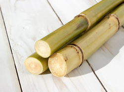 CANNE-SUCRE-09-08-17-7-1024x682