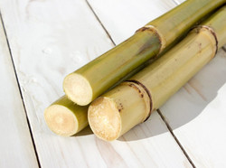 CANNE-SUCRE-09-08-17-7-1024x682