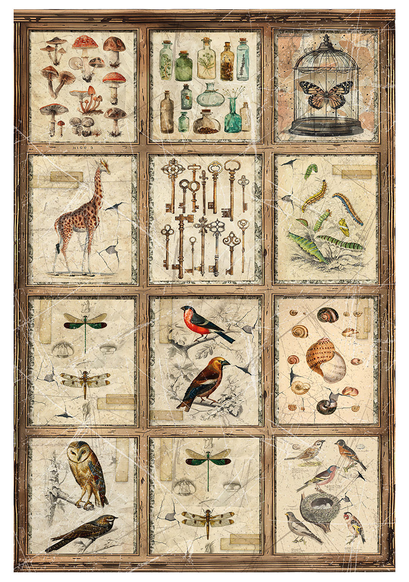 Miniature : Lot de 4 Papiers de Riz "Cabinet of Curiosities" -- Format A4 -- Ciao Bella