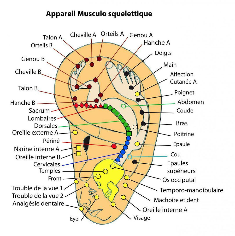 Cartographie de l'oreille
